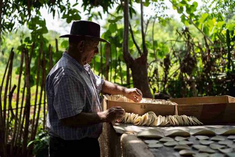Casabe, Cuba’s little-known traditional bread, seeks world recognition